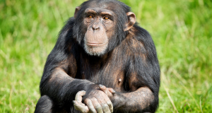 Bossou the chimp