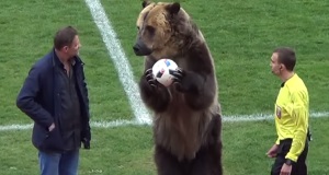 Animal rights group condemns 'inhumane' treatment of bear at Russia football game