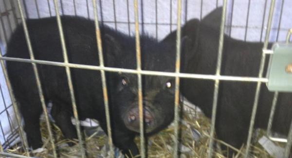 Two of the Mount Leinster Nine pictured safe and sound in South East Animal Rescue